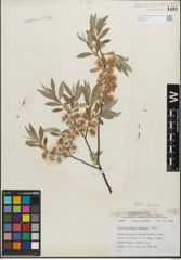 Foto von Salix geyeriana Andersson